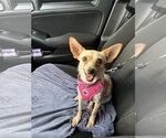 Small #2 Chihuahua Mix