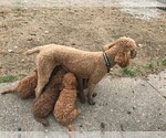 Small Photo #17 Poodle (Standard) Puppy For Sale in JOPLIN, MO, USA