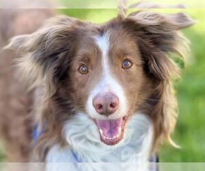 Australian Shepherd Dogs for adoption in Pueblo, CO, USA