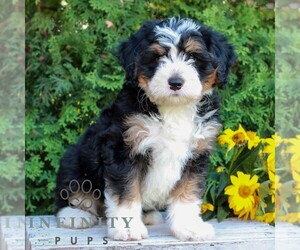 Bernedoodle (Miniature) Puppy for sale in LITITZ, PA, USA