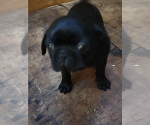 Pug Puppy for sale in NEW AUBURN, WI, USA