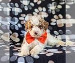 Small Photo #6 Cockapoo-Poodle (Miniature) Mix Puppy For Sale in BIRD IN HAND, PA, USA