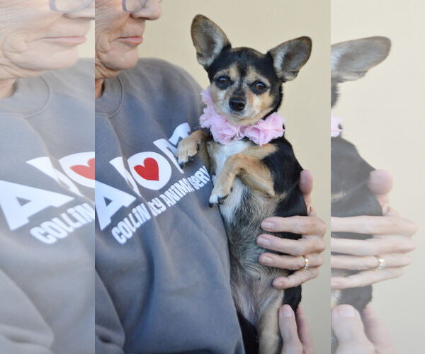 Medium Photo #2 Chihuahua-Unknown Mix Puppy For Sale in McKinney, TX, USA