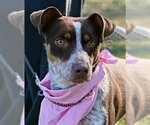 Small Photo #4 Australian Kelpie-German Shorthaired Pointer Mix Puppy For Sale in Southbury, CT, USA