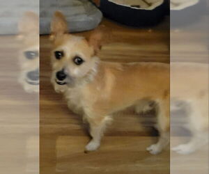 Chihuahua-Unknown Mix Dogs for adoption in Rocky Mount, NC, USA