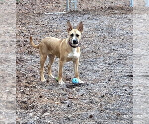Kite - Female Mutt Dog for Adoption - Photo #12