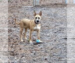 Small Photo #12 Mutt Puppy For Sale in Ellijay, GA, USA
