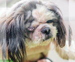 Small #2 Shih Tzu Mix