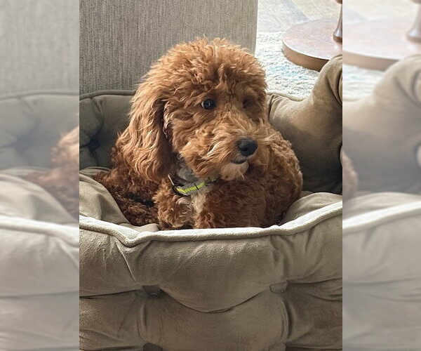 Medium Photo #4 Poodle (Miniature) Puppy For Sale in Fort Wayne, IN, USA