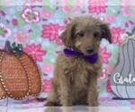 Small Photo #1 Miniature Labradoodle Puppy For Sale in LANCASTER, PA, USA