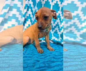 Blinky- pac man litter - Male Chihuahua-Unknown Mix Dog for Adoption - Photo #6