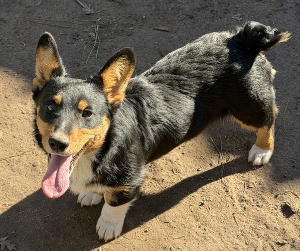 Medium Photo #4 Pembroke Welsh Corgi Puppy For Sale in OAKDALE, CA, USA