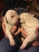 Small Photo #1 Labrador Retriever Puppy For Sale in MILTON, NH, USA