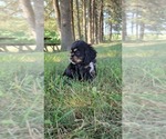 Small Photo #11 Cocker Spaniel Puppy For Sale in WITHEE, WI, USA