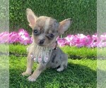 Small #26 Chihuahua