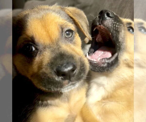 Medium Photo #4 Mutt Puppy For Sale in San Juan Capistrano, CA, USA