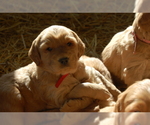 Small Photo #8 Golden Irish Puppy For Sale in WAYLAND, MI, USA