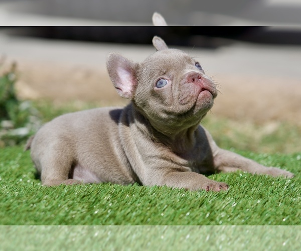 Medium Photo #7 French Bulldog Puppy For Sale in WEST HILLS, CA, USA