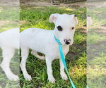Small #4 Bulldog Mix