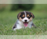 Small #1 Pembroke Welsh Corgi