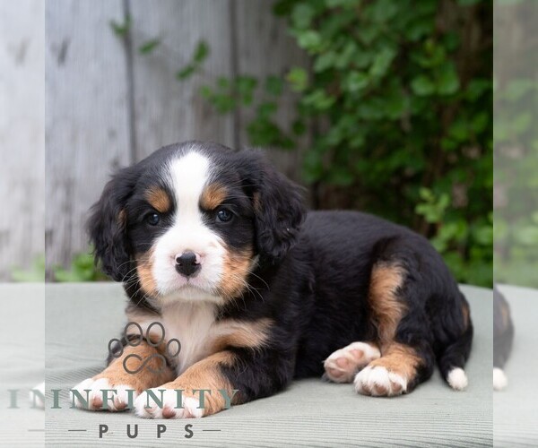 Medium Photo #6 Bernese Mountain Dog-Cavalier King Charles Spaniel Mix Puppy For Sale in RICHFIELD, PA, USA