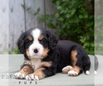 Small #5 Bernese Mountain Dog-Cavalier King Charles Spaniel Mix