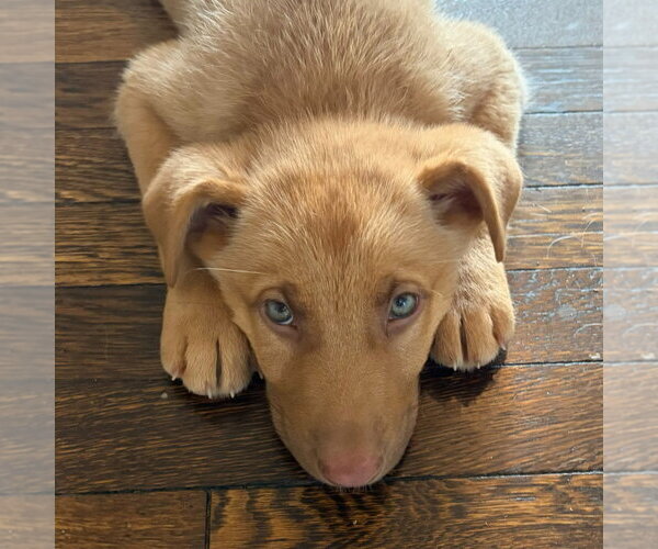 Medium Photo #2 Shepradors Puppy For Sale in Minneapolis, MN, USA