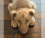 Small #1 Shepradors