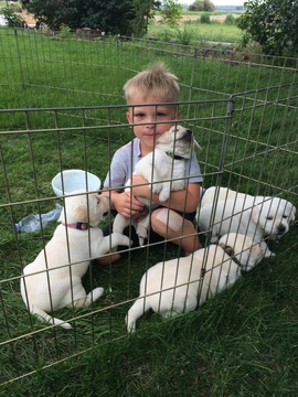 Medium Photo #3 Labrador Retriever Puppy For Sale in PARMA, ID, USA