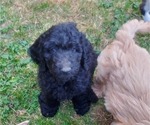 Small Photo #4 Goldendoodle Puppy For Sale in CASTLE ROCK, WA, USA