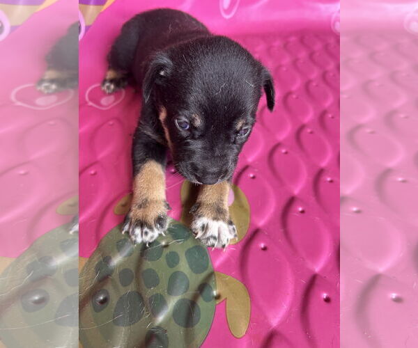 Medium Photo #3 - Mix Puppy For Sale in The Woodlands, TX, USA
