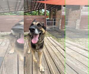 Bandido 3174 - Male German Shepherd Dog Dog for Adoption - Photo #3