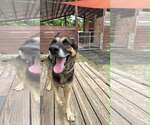 Small #2 German Shepherd Dog