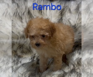 Poodle (Miniature) Puppy for sale in AZLE, TX, USA