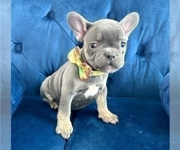 Medium Photo #1 French Bulldog Puppy For Sale in FRESNO, CA, USA