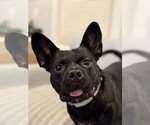 Small #4 French Bulldog Mix