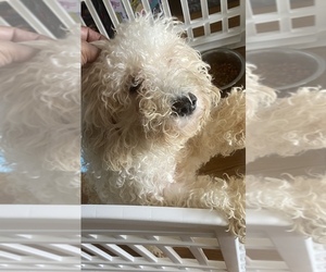 Poochon Puppy for sale in FORT WAYNE, IN, USA