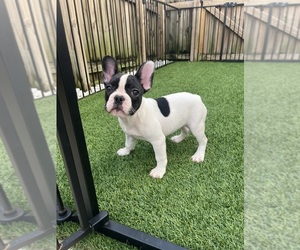 French Bulldog Puppy for sale in PRINCETON, FL, USA