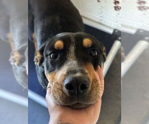 Rottweiler-Unknown Mix Dogs for adoption in Las Vegas, NM, USA