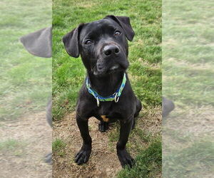 Boxador Dogs for adoption in Springdale, PA, USA