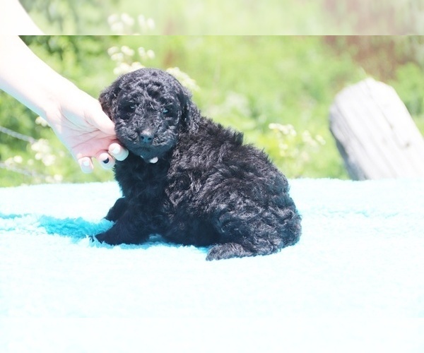 Medium Photo #10 Poodle (Standard) Puppy For Sale in UNION CITY, TN, USA