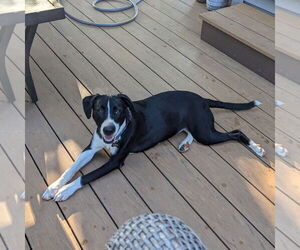 Labrador Retriever-Unknown Mix Dogs for adoption in Fenton, MO, USA