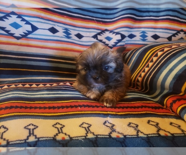 Medium Photo #9 Shih Tzu Puppy For Sale in MOUNTAIN GROVE, MO, USA