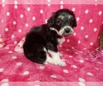 Small Photo #1 Bernedoodle-Poodle (Toy) Mix Puppy For Sale in BLACK FOREST, CO, USA