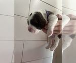 Puppy Elizabeth English Springer Spaniel