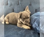 Small Photo #8 French Bulldog Puppy For Sale in UNIVERSAL CITY, CA, USA