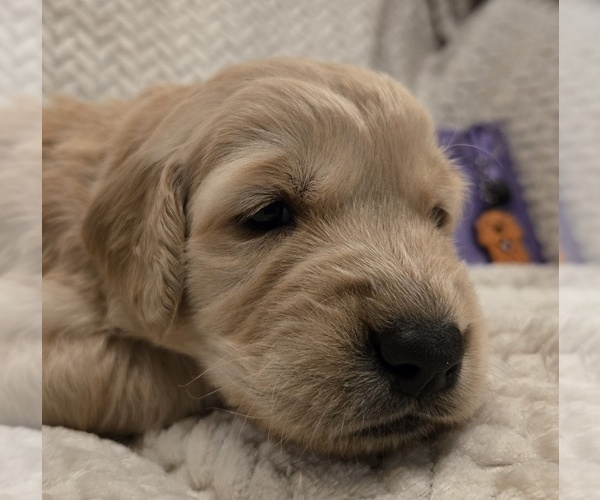 Medium Photo #9 Golden Retriever Puppy For Sale in HOQUIAM, WA, USA