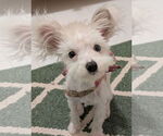 Small #2 Maltese Mix