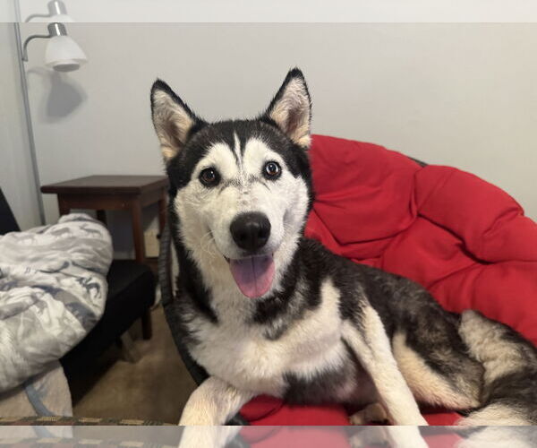 Medium Photo #2 Siberian Husky Puppy For Sale in Randleman , NM, USA