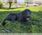 Small #1 Labradoodle